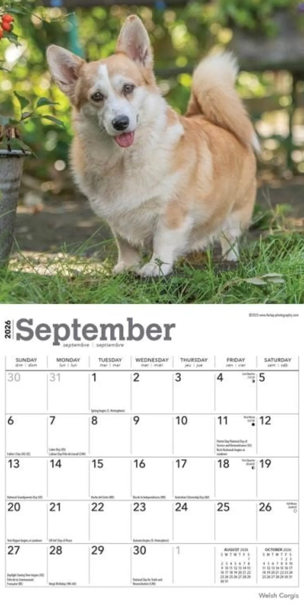 Calendars|Welsh Corgis 2026 Mini Wall Calendar